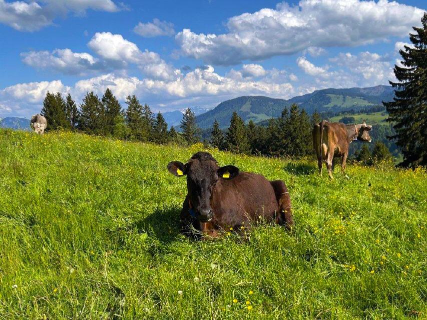 Hauchenberg Bergblick